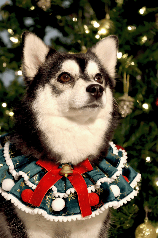 ✨Extra Knitmas Cheer✨ Festive Christmas Tree-Themed Pet Bandana